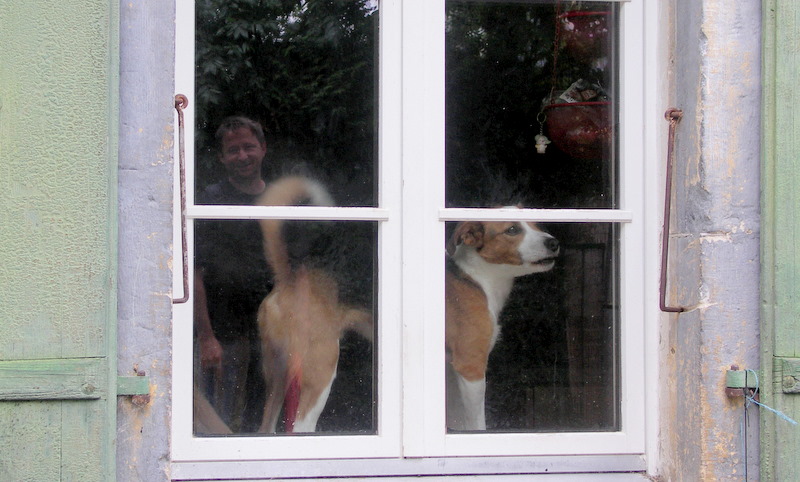 fensterhund...