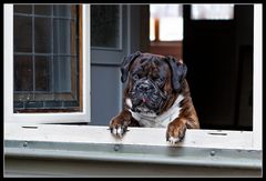 Fensterhund