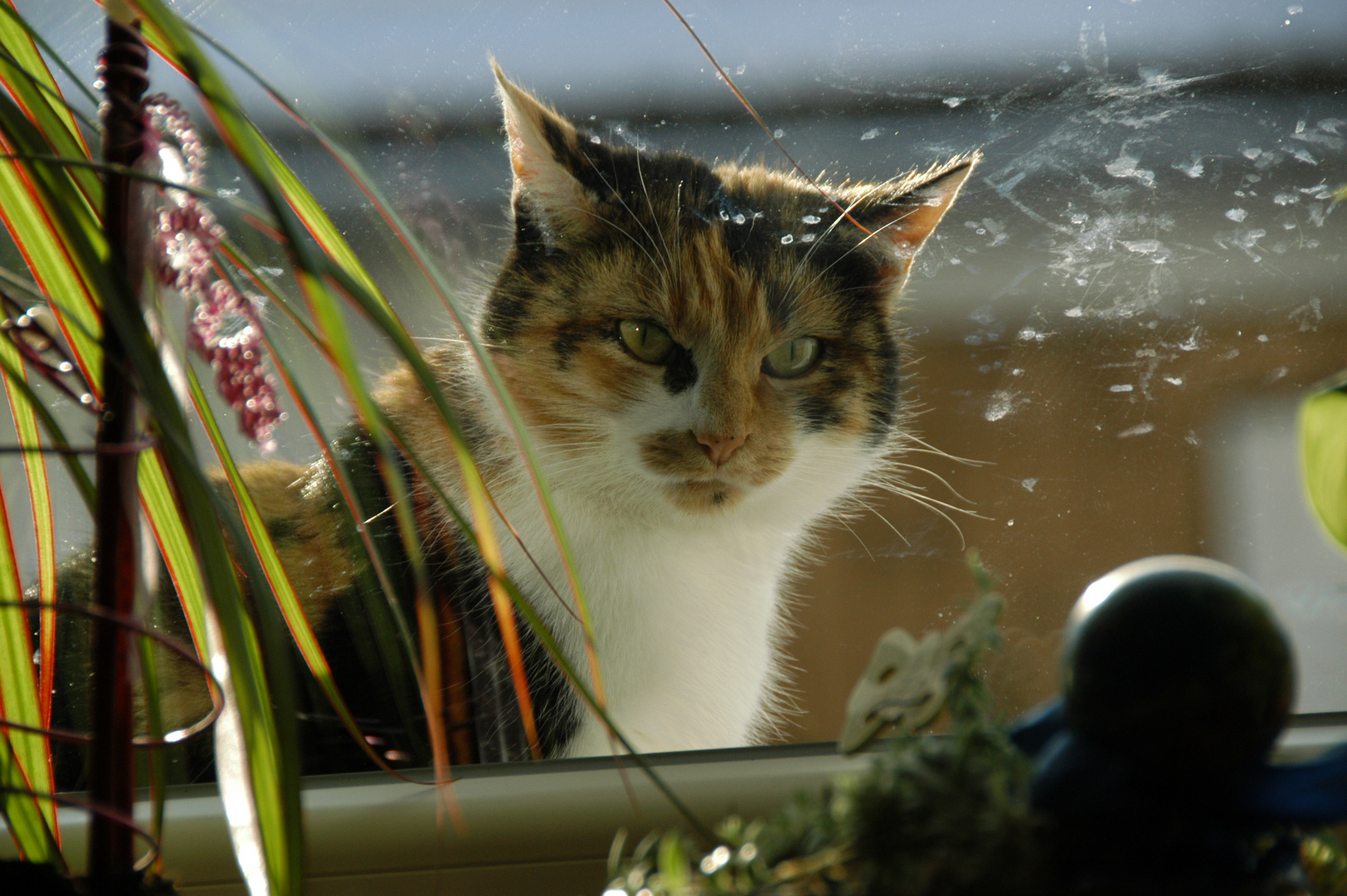 Fensterkatze