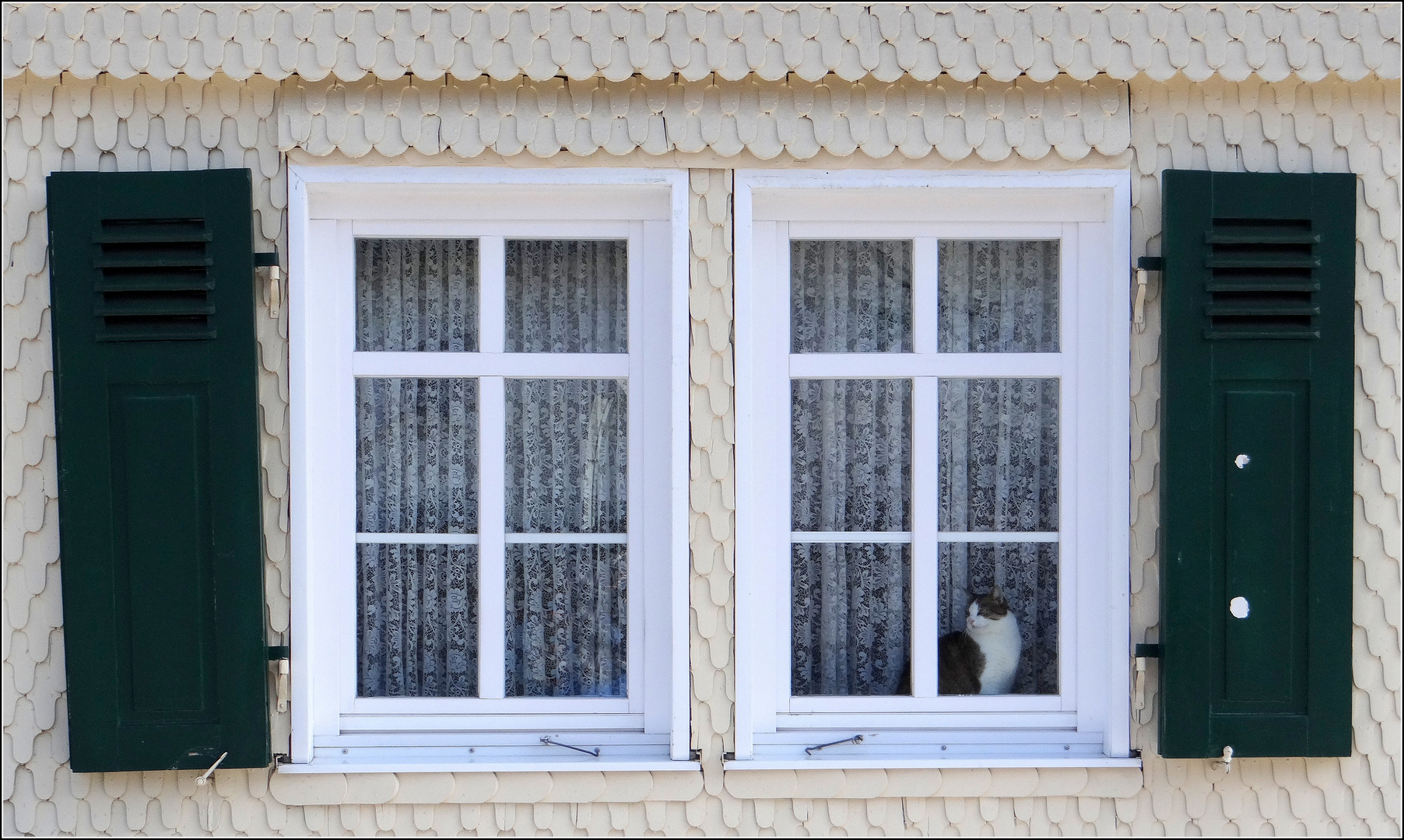 Fensterkatze....