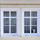 Fensterkatze....