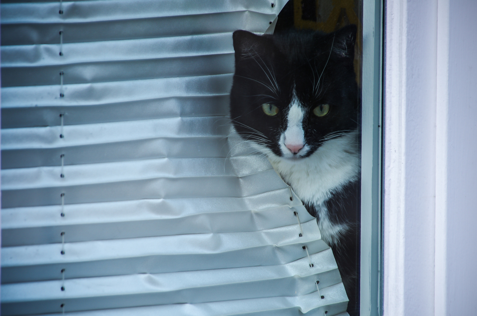 Fensterkatze