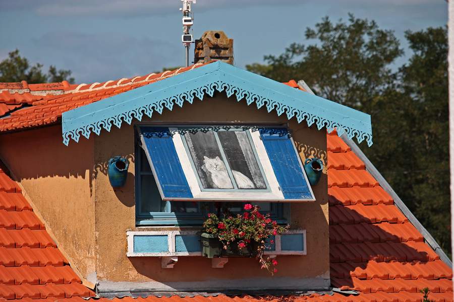 Fensterkatze