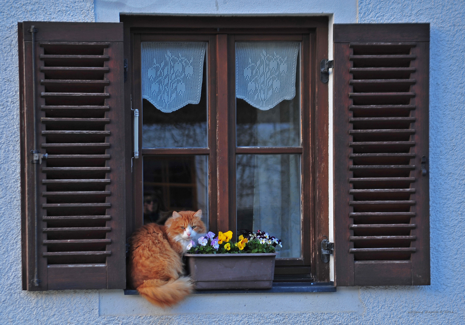 Fensterkatze