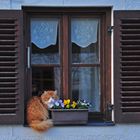 Fensterkatze