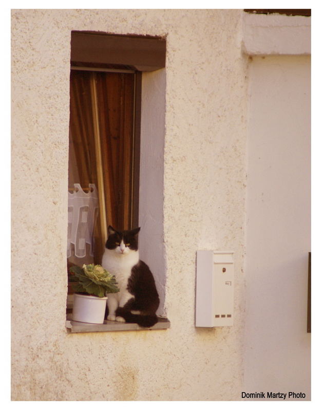 Fensterkatze