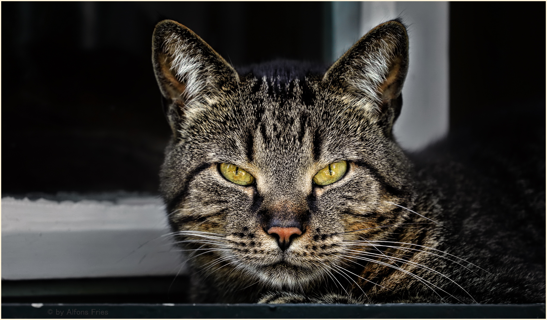 Fensterkatze