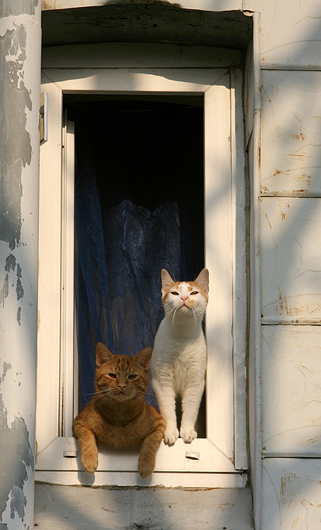 Fensterkatzen