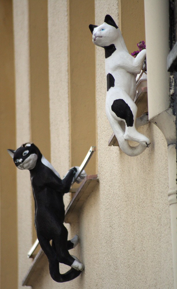 Fensterkatzen