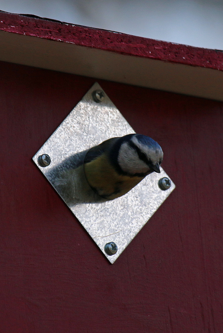 Fensterl zum Hof