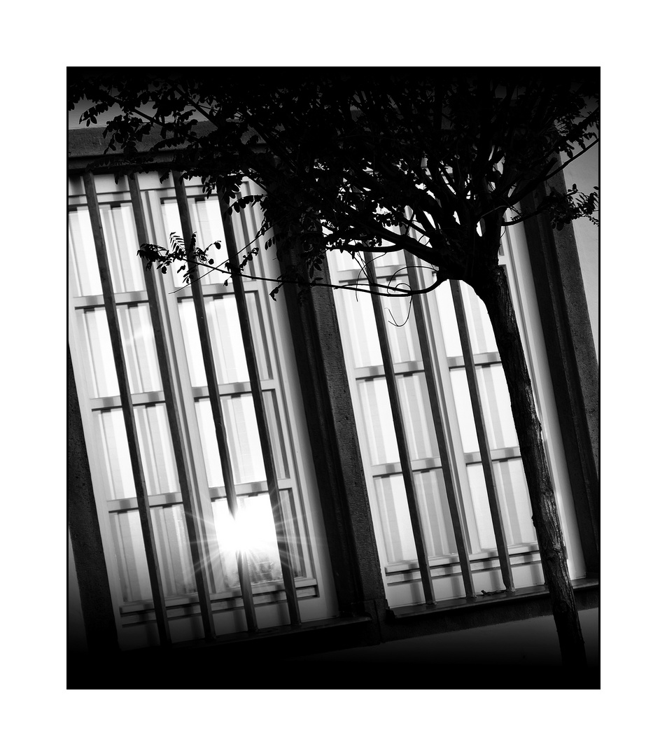 °Fenster°LIcht°Baum°