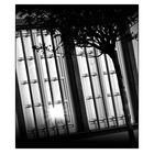 °Fenster°LIcht°Baum°