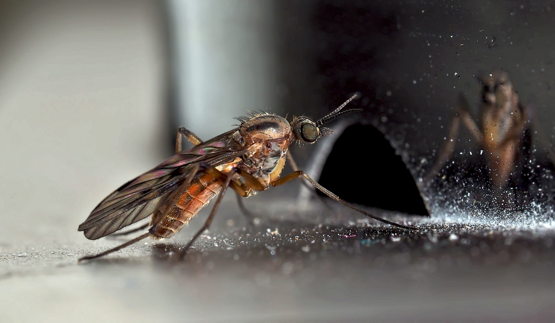 Fenstermücke (Sylvicola fuscatus): eine Fliege!  - Un moucheron des bois.