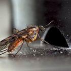 Fenstermücke (Sylvicola fuscatus): eine Fliege!  - Un moucheron des bois.