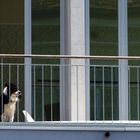 Fensterplatz, aber nicht wirklich hundslustig oder?