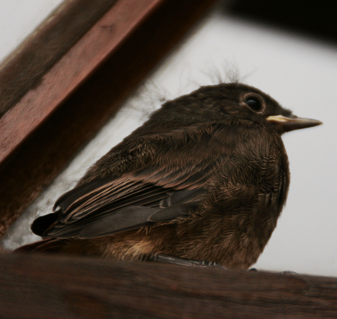 Fensterplatz - äh Spatz