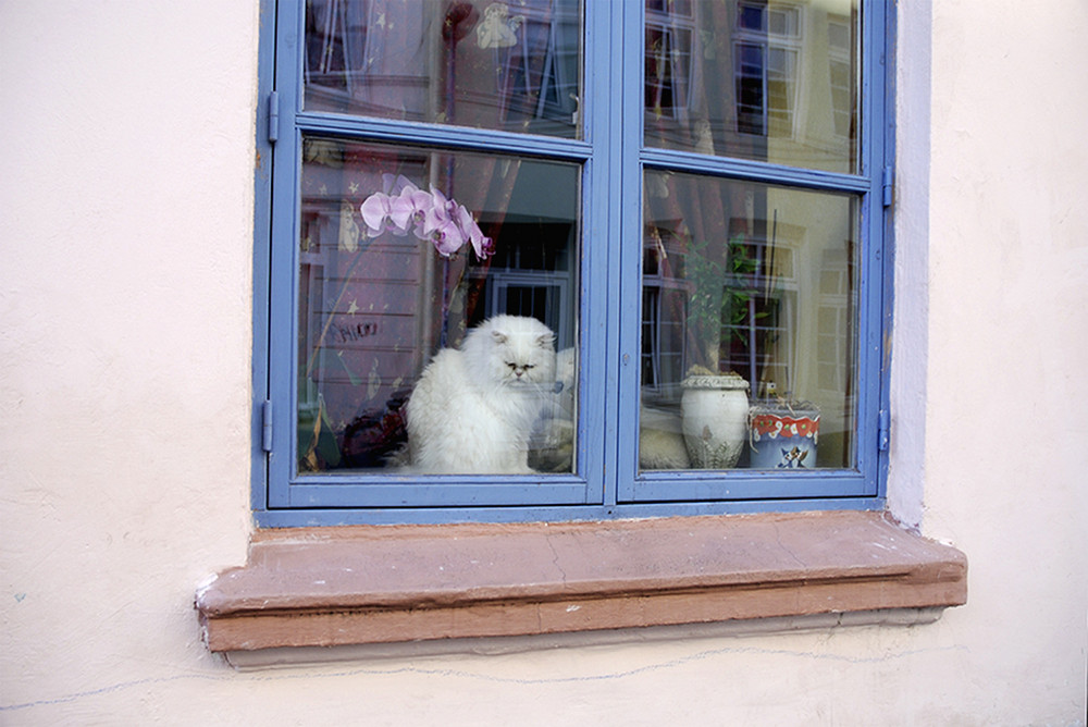 fensterplatz