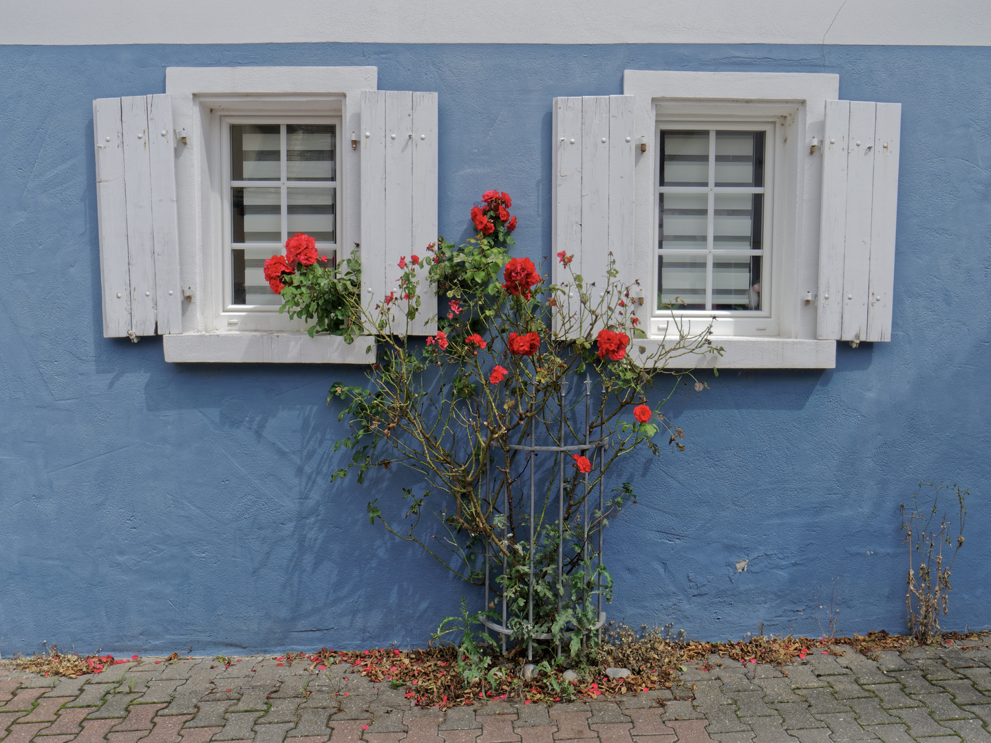 Fensterrose