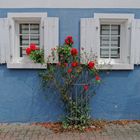 Fensterrose