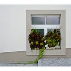 Fensterschmuck - 1