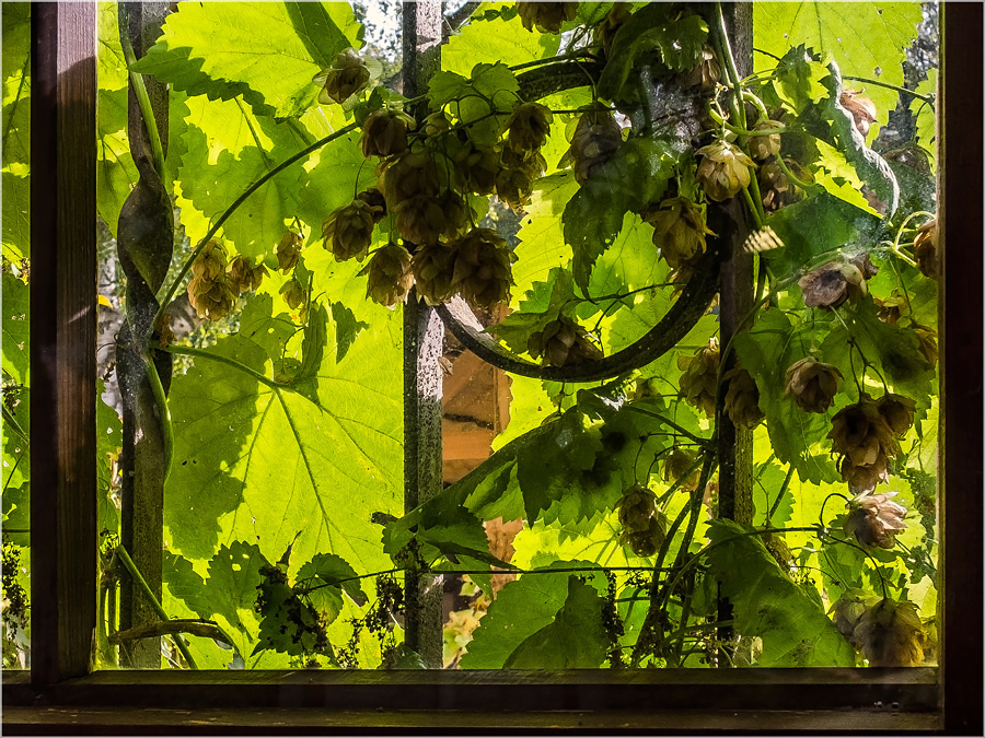 Fensterschmuck