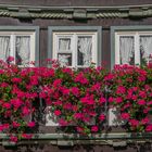 Fensterschmuck - Lauterbach/Hessen