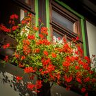 Fensterschmuck - Stolberg/Südharz