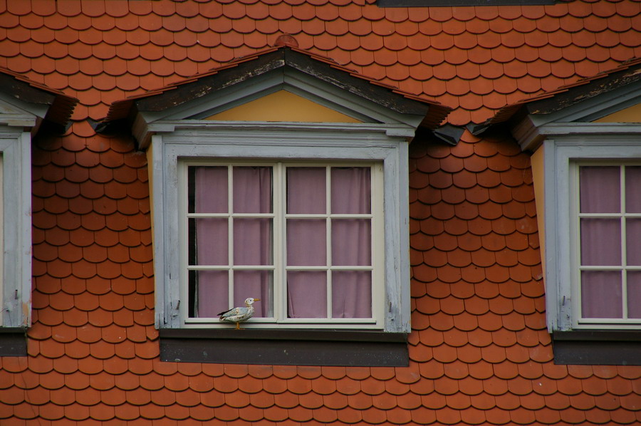 Fenstervogel