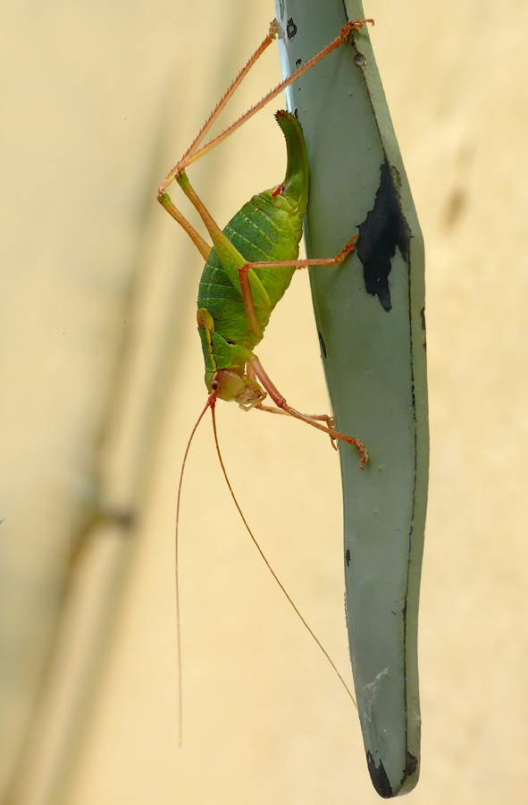 Fensterwächter