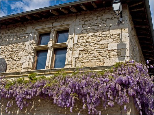 Fenêtre à meneaux et glycine