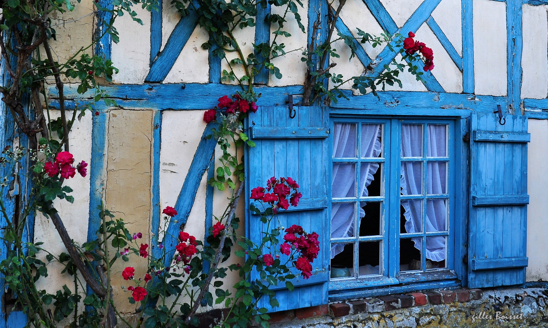 fenêtre aux roses de Picardie