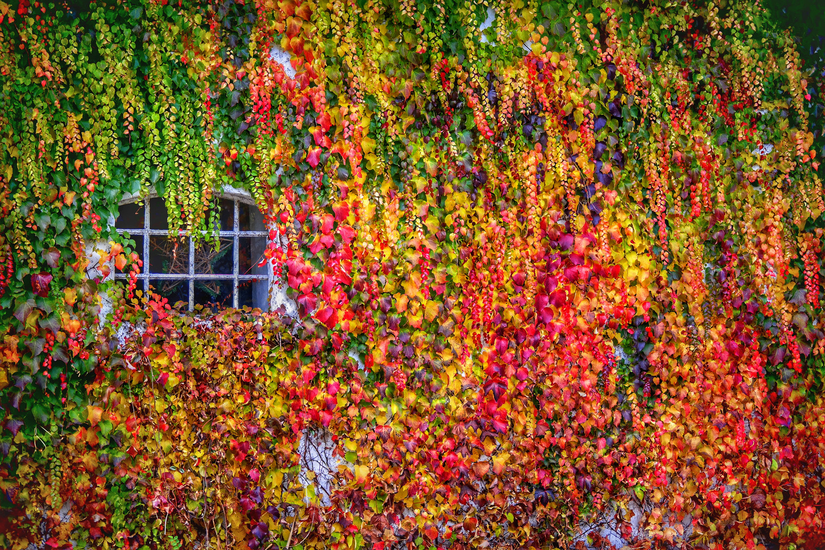 Fenêtre dans les feuilles d'automne