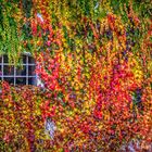 Fenêtre dans les feuilles d'automne