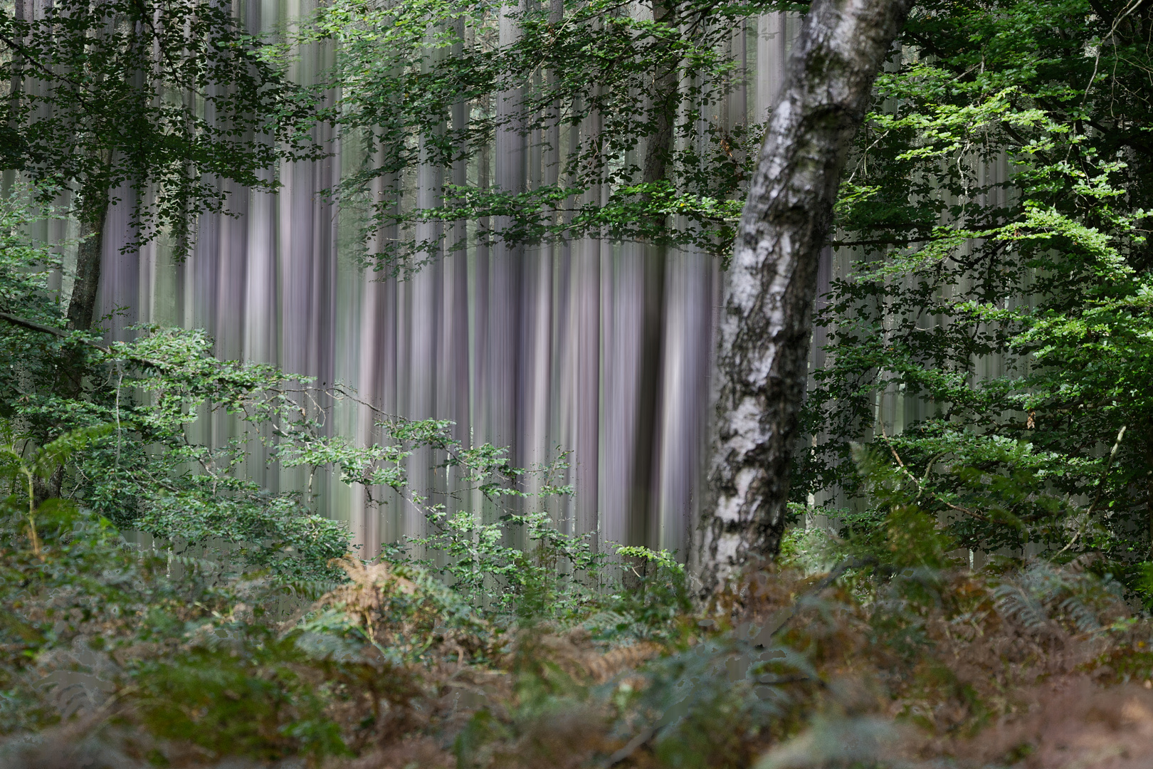 Fenêtre sur la forêt