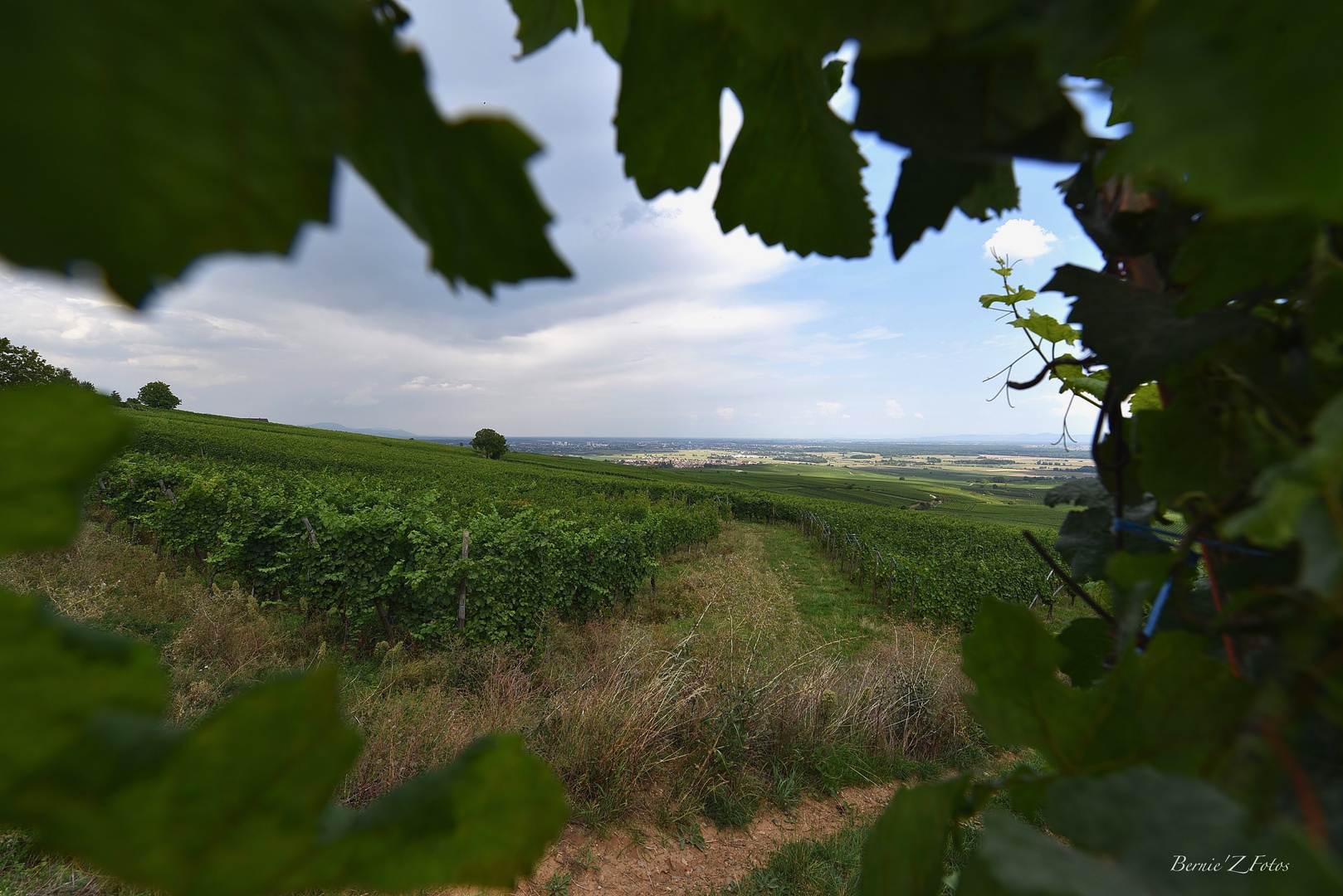 Fenêtre sur le vignoble Alsacien