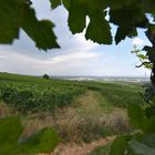 Fenêtre sur le vignoble Alsacien