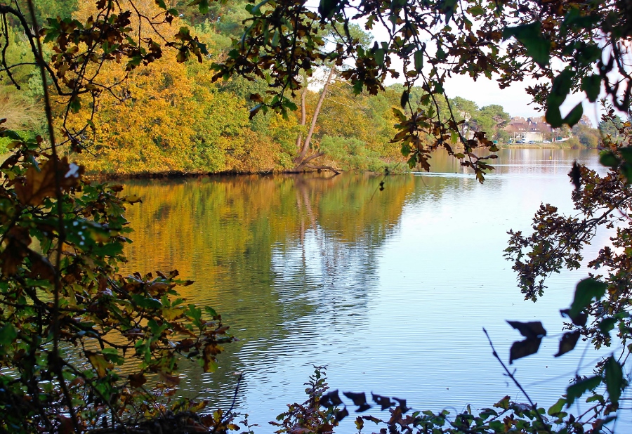 Fenêtre sur l'étang du Ter Ploemeur (Morbihan) 2