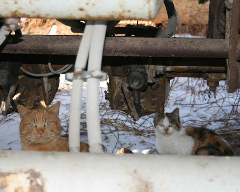 Feral cats