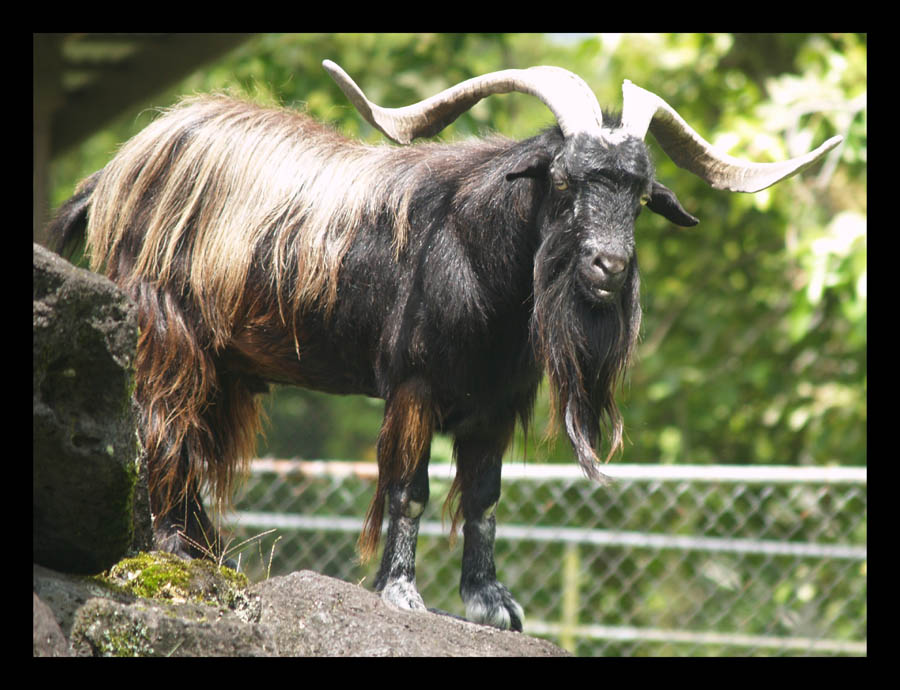 Feral Goat