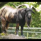 Feral Goat