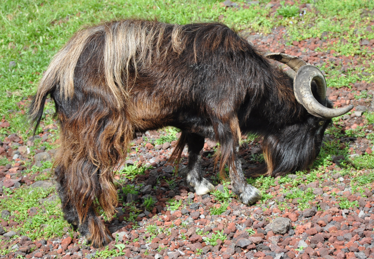 Feral Goat