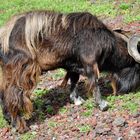 Feral Goat