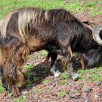 Feral Goat