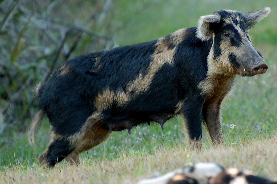 Feral Pig - Wildsau