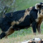 Feral Pig - Wildsau