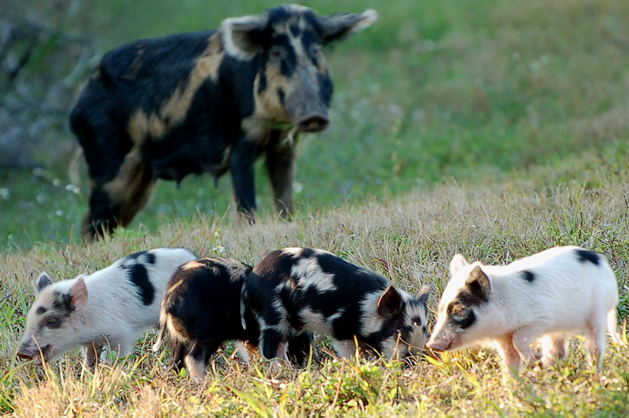 Feral Pig - Wildsau mit ihren Jungen