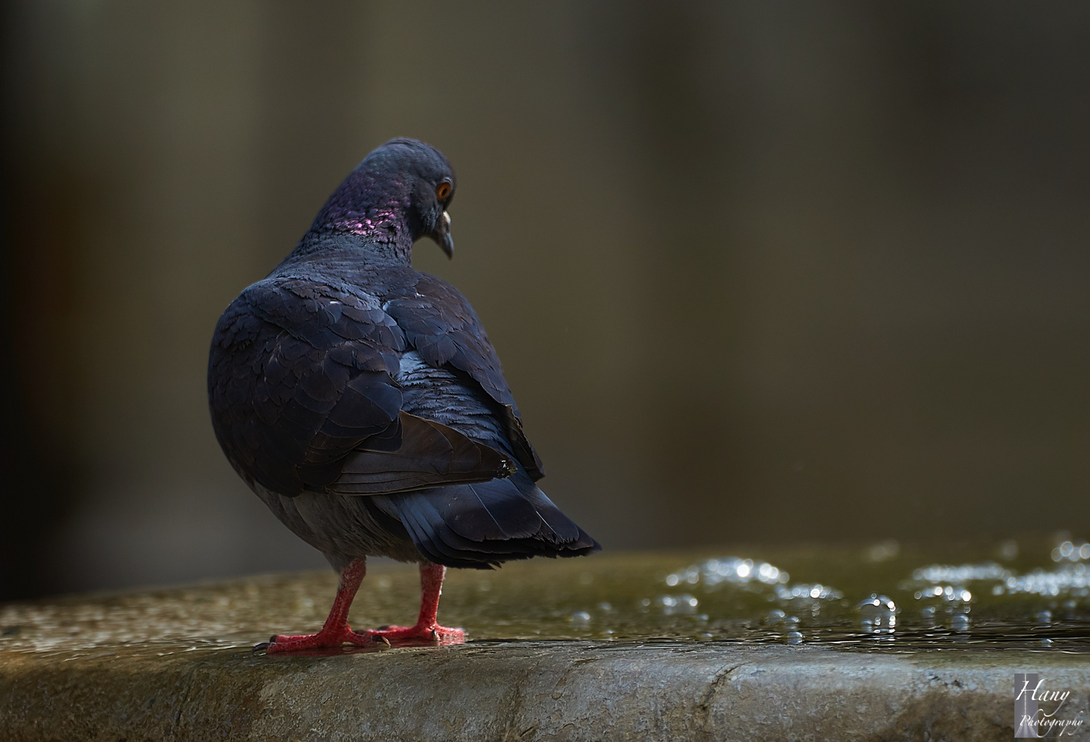 Feral pigeon