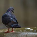 Feral pigeon