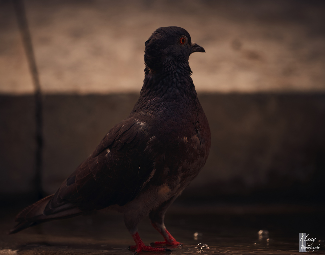 Feral pigeon