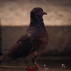 Feral pigeon